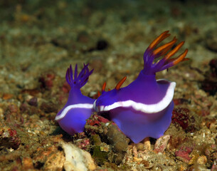 A pair of Hypselodoris Sp nudibranchs mating Boracay Philippines