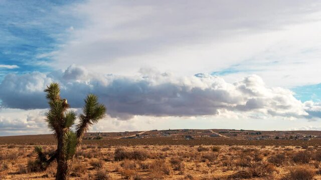 Large cumulus clouds billow and change shape over a Joshua tee in the Mojave Desert - time lapse