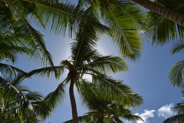 Palmeras en una playa en el Mar Caribe. Punta Cana. Isla Saona