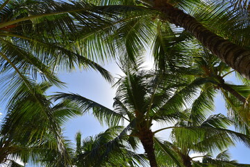 Fototapeta premium Palmeras en una playa en el Mar Caribe. Punta Cana. Isla Saona