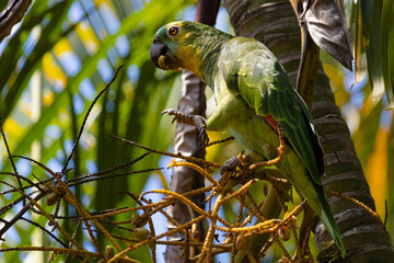 green parrot on a branch