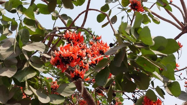 Bunches of red-orange Palash flower buds are swaying in the spring wind. Flowers background.  