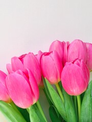 Bouquet of pink tulips on white background with space for text. Greeting card. Concept woman's or mother's day. Spring flowers background. Close-up