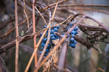 Shrunken overripe blue grapes on a branch