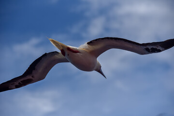 Seabird Masked, Blue-faced Booby (Sula dactylatra) flying over the blue and calm ocean. Seabird is hunting for flying fish jumping out of the water.