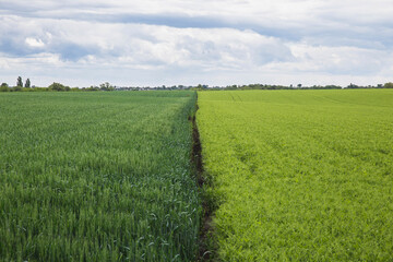 border between field with barley and peas 