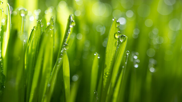 Wet spring green grass backround with dew lawn natural. beautiful water drop sparkle in sun on leaf in sunlight, image of purity and freshness of nature, copy space. macro. shallow DOF.