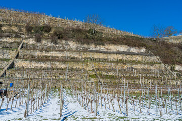 Steillagenweinbau bei Lauffen am Neckar im Winter