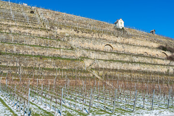 Steillagenweinbau bei Lauffen am Neckar im Winter