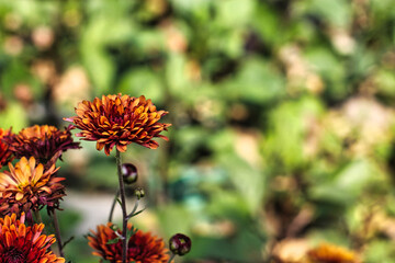 A selective focus shot of red and yellow Dahlia Flowers in a garden