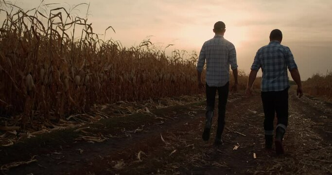 Back view: An elderly and young farmer walk beside the road among the fields of corn