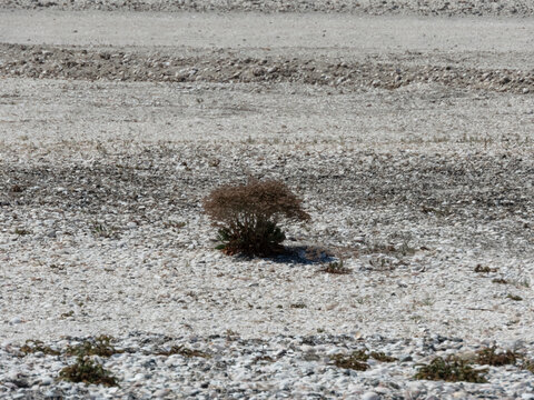 Arbusto solitario en la playa