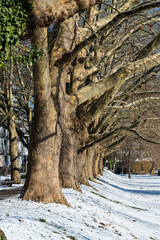 Platanenallee in Heilbronn im Winter
