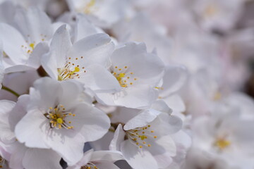 白い鮮やかな春の桜の花