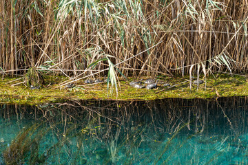 Akyaka, Azmak stream natural life. Mugla / Turkey