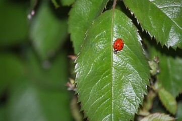 Ladybug close-up on a green rose leaf