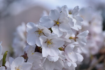 春の陽気の桜の大群