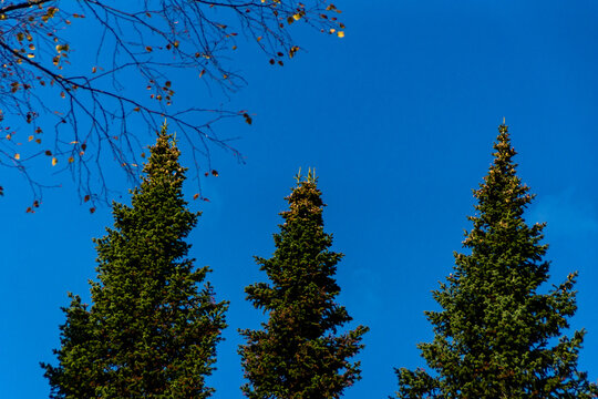 squirrel stocks of mushrooms for the winter placed on the tops of spruce