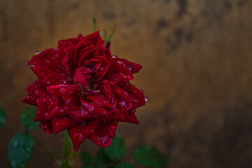 red rose with drops of water on blurred background