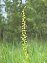 Wilde Orchidee vor unscharfem Hintergrund am Waldrand
