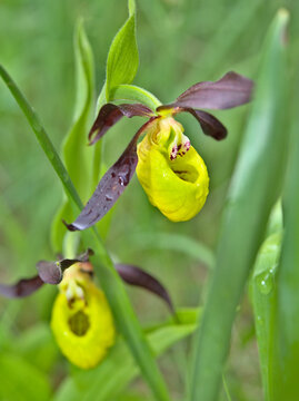 Wild orchids (cypripedium calceolus) in the grass near a forest in late spring / early summer