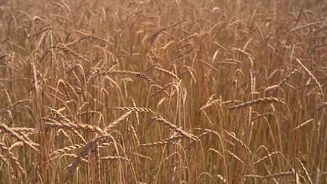 Dinkel&auml;hren auf einem Feld in Nahaufnahme kurz vor der Ernte