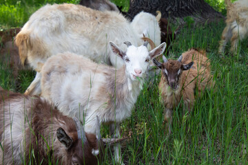 Obraz premium Goats, funny animals, on a green meadow, forest nibble grass. Pets are on the loose. Template for calendar, cover art, puzzles, etc