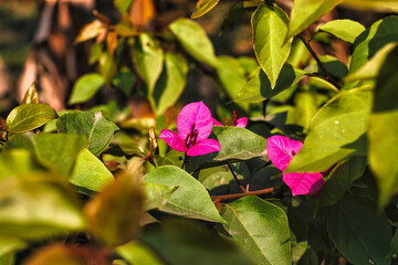 Selective focus shot of a pink Blooming bougainvillea Flower