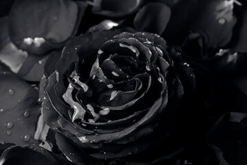 Черно-белые фотографии розы в воде