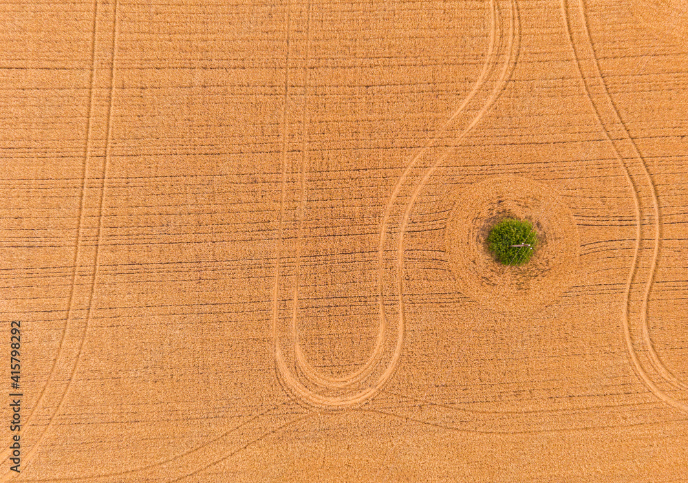 Wall mural Breathtaking top view of agricultural area and cultivated fields in sunny day.Drone photography.