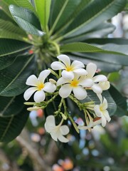 Plumeria, a Vietnamese flower. An elegant flower. Blooms on a tree.