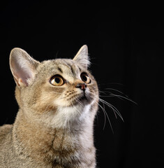 portrait of a gray kitten scottish straight chinchilla on a black background