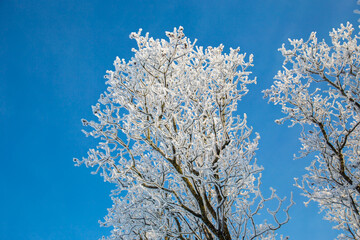 Snowy sunny day in the park