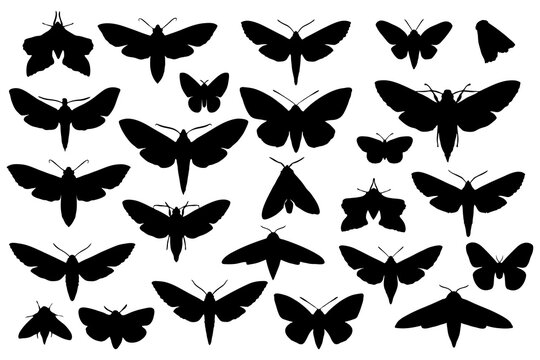 Moth black silhouettes. Basis graphics on white background