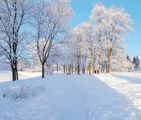 Snowy sunny day in the park