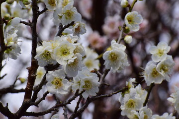 Ume