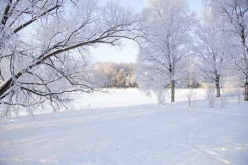 Snowy sunny day in the park