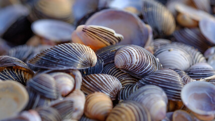 asiatische Körbchenmuscheln (corbicula fluminea) am Bodensee