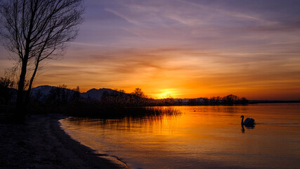 Sonnenuntergang am Bodensee mit Schwan