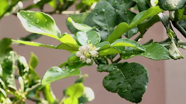 Fresh Bergamots and leaves on tree with water drops on them fruity,   with herbaceous bergamia Aroma