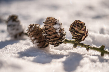 pine cone on snow