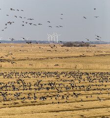 Grosser Schwarm Weißwangengans /  Nonnengans an der Westküste von Schleswig-Holstein