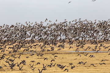 Grosser Schwarm Weißwangengans /  Nonnengans an der Westküste von Schleswig-Holstein © Britta Kromand