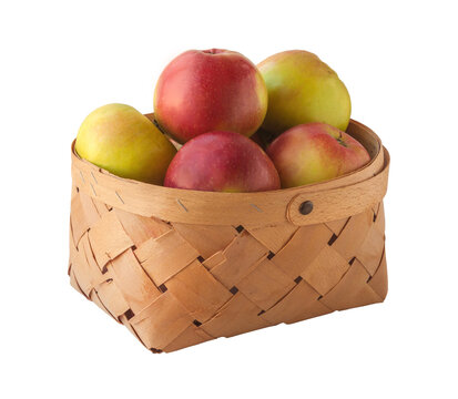 Apple variety Ligol in basket