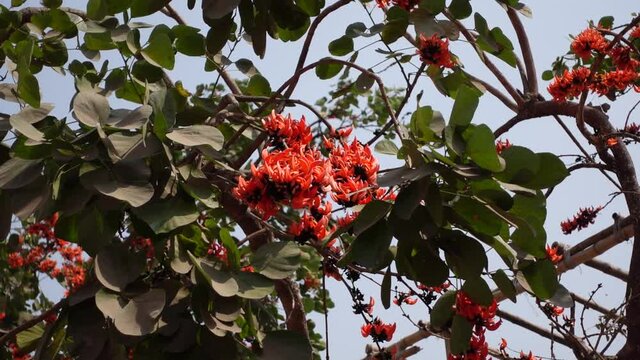 Bunches of red-orange Palash flower buds are swaying in the spring wind. Flowers background.  