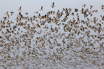 Grosser Schwarm Weißwangengans /  Nonnengans an der Westküste von Schleswig-Holstein