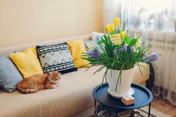 International Womens Day, 8 March gift. Pot with blooming spring yellow flowers and greeting card put at home