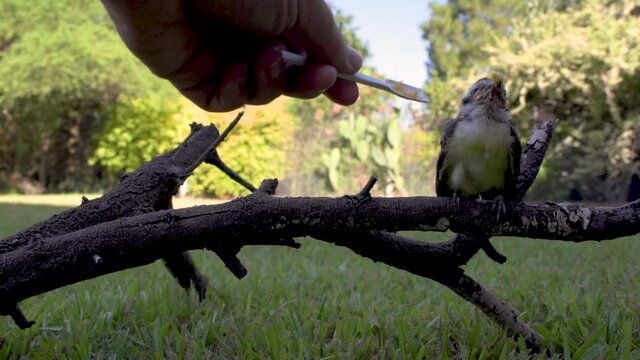 Tiny scared baby bird sitting on branch low to ground being fed food by human hand.