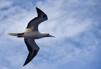 Seabird Masked, Blue-faced Booby (Sula dactylatra) flying over the blue and calm ocean. Seabird is hunting for flying fish jumping out of the water.