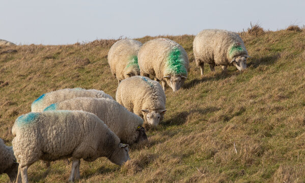 Ungeschoren Schafe auf dem Deich, nicht geschoren